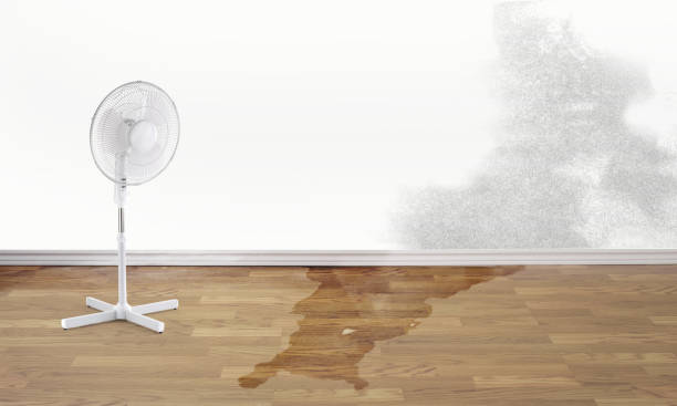 Best Mold removal after water damage  in Trowbridge Park, MI